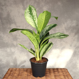 Aglaonema 'Silver Frost' ⌀17 cm | Tomaszewski