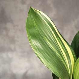 Aspidistra wyniosła 'Variegata' ⌀13 cm | Tomaszewski