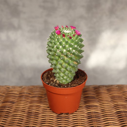 Mammillaria Kaktus kwitnący ⌀10,5 cm | Tomaszewski