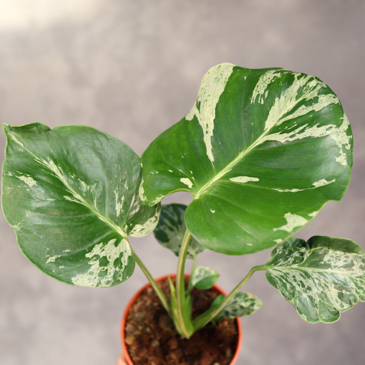 Monstera deliciosa 'Bulbasaur' kolekcjonerska | Tomaszewski