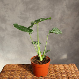 Monstera deliciosa 'Bulbasaur' kolekcjonerska | Tomaszewski