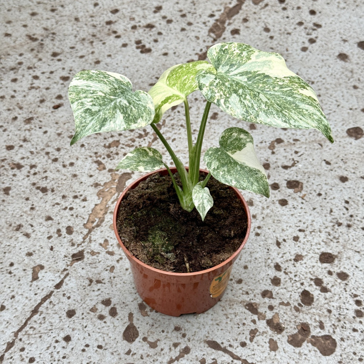 Monstera 'Legacy' ⌀ 12 cm | Tomaszewski