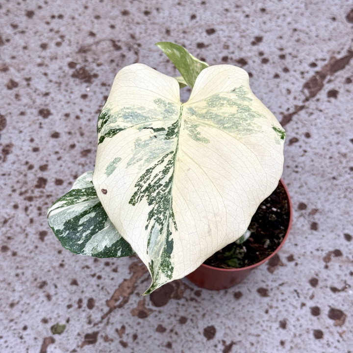 Monstera 'Crème Brûlée' Variegata ⌀ 12 cm | Tomaszewski
