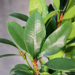 Ficus cyathistipula 'Compacta' – fikus | Tomaszewski