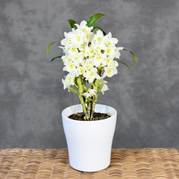 Dendrobium nobile białe ⌀ 12 cm | Tomaszewski