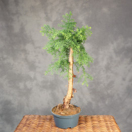Araucaria cunninghamii Bonsai ⌀16 cm | Tomaszewski