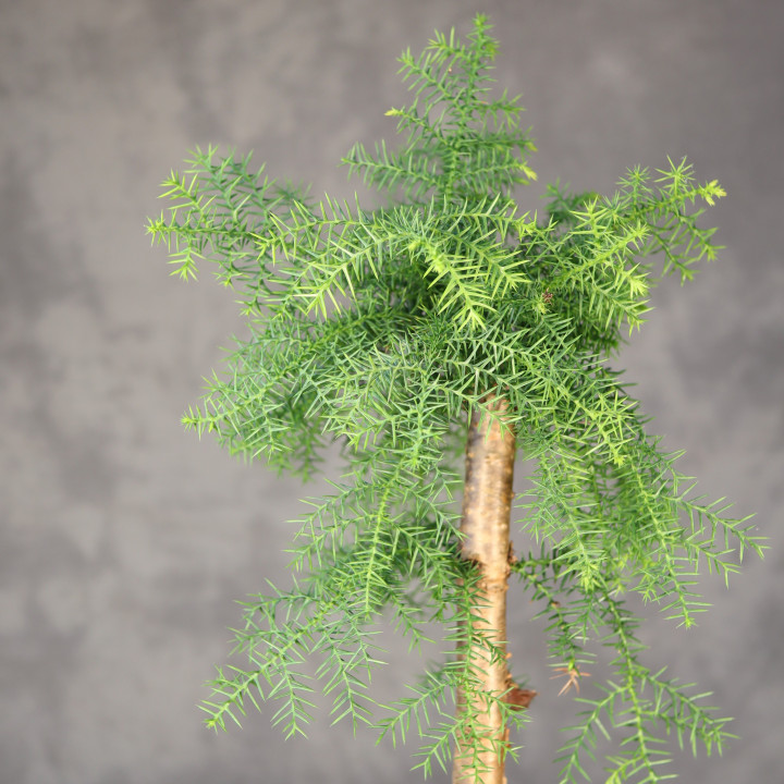Araucaria cunninghamii Bonsai ⌀16 cm | Tomaszewski