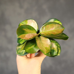 Hoya australis 'Lisa' Hoja australijska ⌀ 6 cm | Tomaszewski