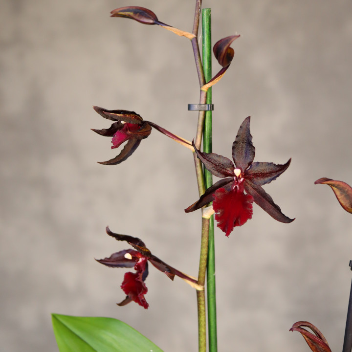 Colmanara 'Billy Bob Splash' ⌀12 cm | Tomaszewski