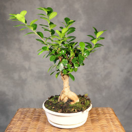Ficus Ginseng w misie ⌀ 22 cm | Tomaszewski