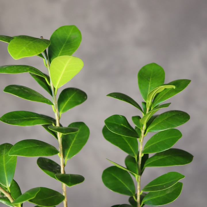 Ficus Ginseng w misie ⌀ 22 cm | Tomaszewski