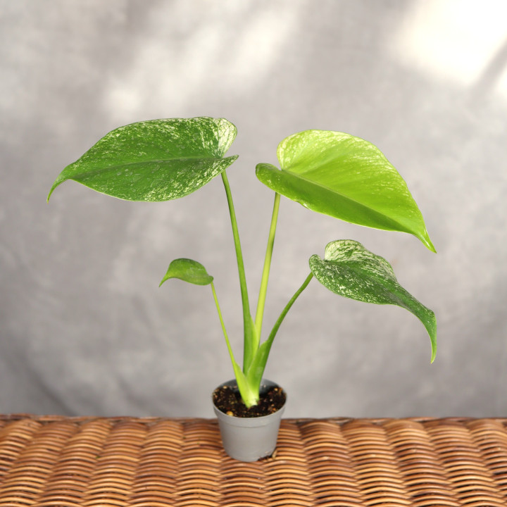 Monstera 'Devil Monster' kolekcjonerska ⌀6 cm | Tomaszewski