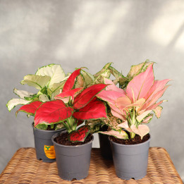 Aglaonema MIX ⌀12 cm | Tomaszewski