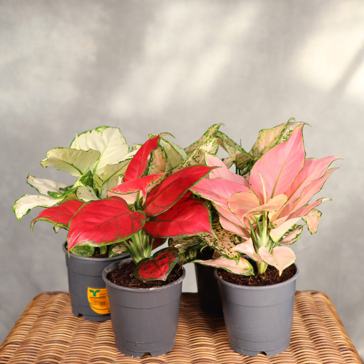 Aglaonema MIX ⌀12 cm | Tomaszewski