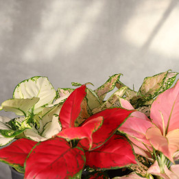 Aglaonema MIX ⌀12 cm | Tomaszewski