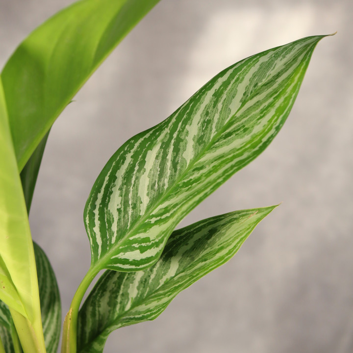 Aglaonema 'Stripes' ⌀14 cm | Tomaszewski