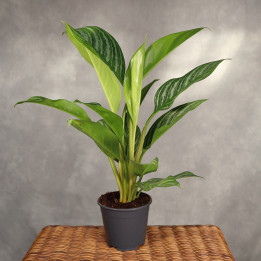 Aglaonema 'Stripes' ⌀14 cm | Tomaszewski
