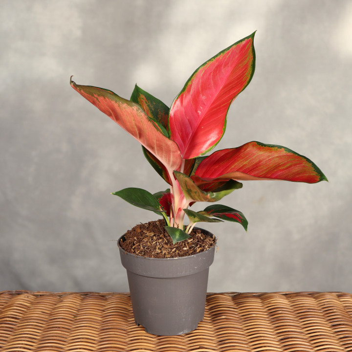 Aglaonema 'Chilli Red' ⌀12 cm | Tomaszewski