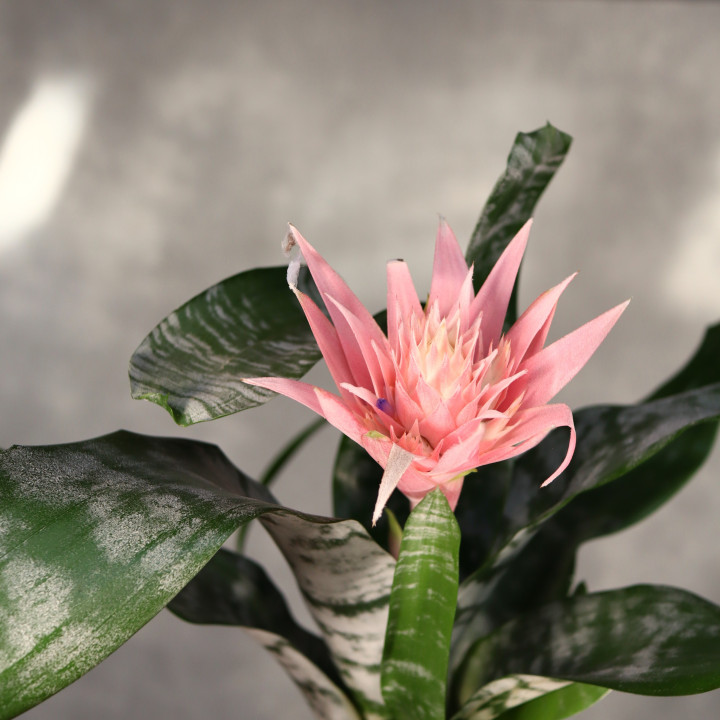 Aechmea 'Primera' ⌀12 cm | Tomaszewski