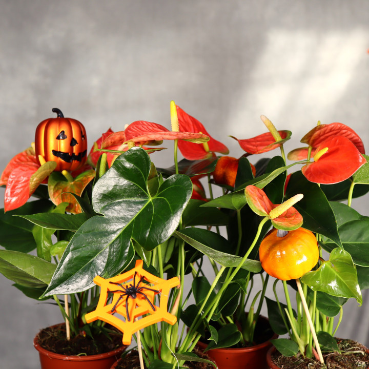 Anturium Andrego z dekoracją Halloween ⌀12 cm | Tomaszewski