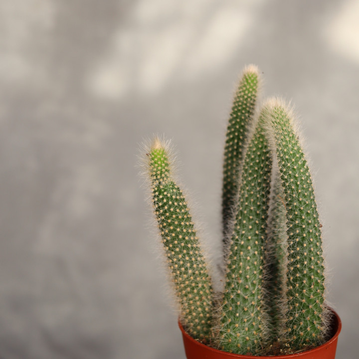 Cleistocactus colademononis ⌀8,5 cm | Tomaszewski