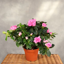 Azalia indyjska różowa Rhododendron ⌀14 cm | Tomaszewski