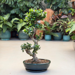 Ficus Ginseng w donicy ceramicznej ⌀45 cm | Tomaszewski