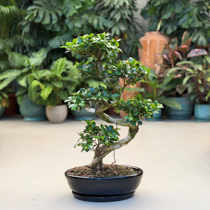 Ficus Ginseng w donicy ceramicznej ⌀45 cm | Tomaszewski