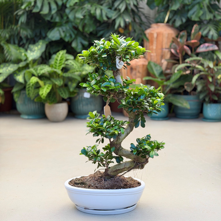Ficus Ginseng w donicy ceramicznej ⌀45 cm | Tomaszewski