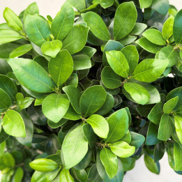 Ficus Ginseng w donicy ceramicznej ⌀45 cm | Tomaszewski