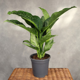 Dieffenbachia 'Memoria Corsii' ⌀17 cm | Tomaszewski