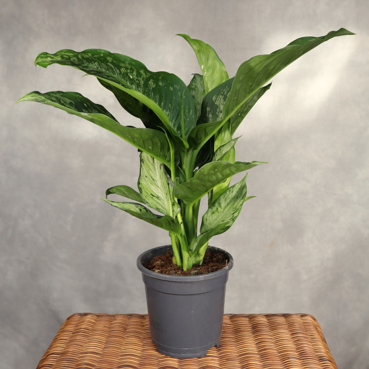 Dieffenbachia 'Memoria Corsii' ⌀17 cm | Tomaszewski