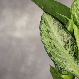Dieffenbachia 'Memoria Corsii' ⌀17 cm | Tomaszewski