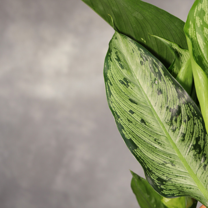 Dieffenbachia 'Memoria Corsii' ⌀17 cm | Tomaszewski