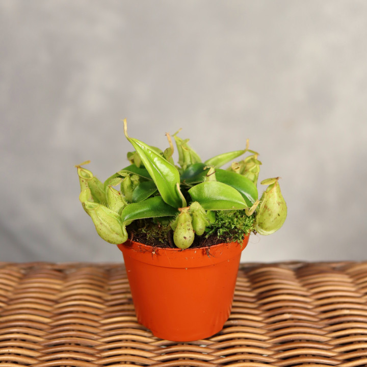 Dzbanecznik Nepenthes ⌀8,5 cm | Tomaszewski