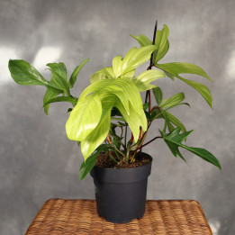 Philodendron 'Florida Ghost' ⌀19 cm | Tomaszewski