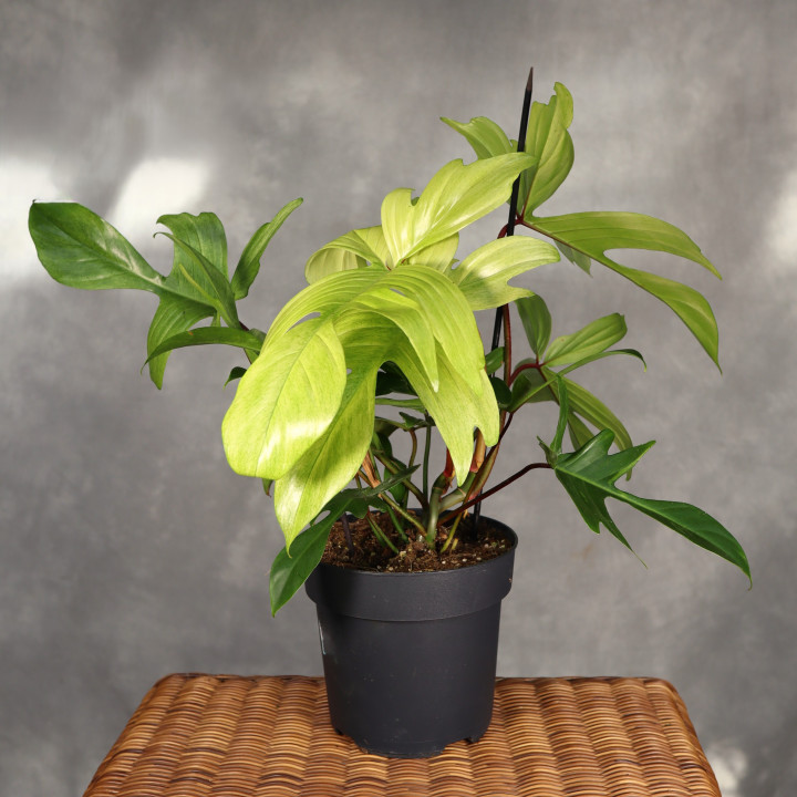 Philodendron 'Florida Ghost' ⌀19 cm | Tomaszewski
