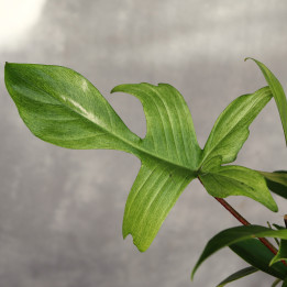 Philodendron 'Florida Ghost' ⌀19 cm | Tomaszewski