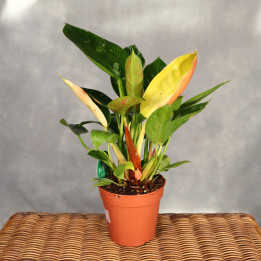 Philodendron Green Congo variegata ⌀12 cm | Tomaszewski