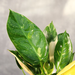 Philodendron Green Congo variegata ⌀12 cm | Tomaszewski