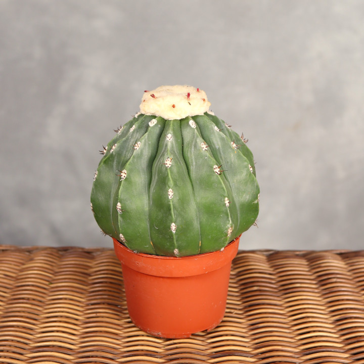 Melocactus maxonii 'Inermis' ⌀10,5 cm | Tomaszewski
