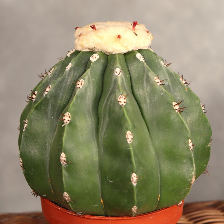 Melocactus maxonii 'Inermis' ⌀10,5 cm | Tomaszewski