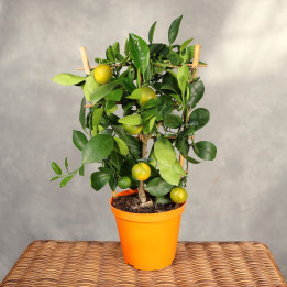 Kalamondyna Citrus × microcarpa ⌀14 cm | Tomaszewski