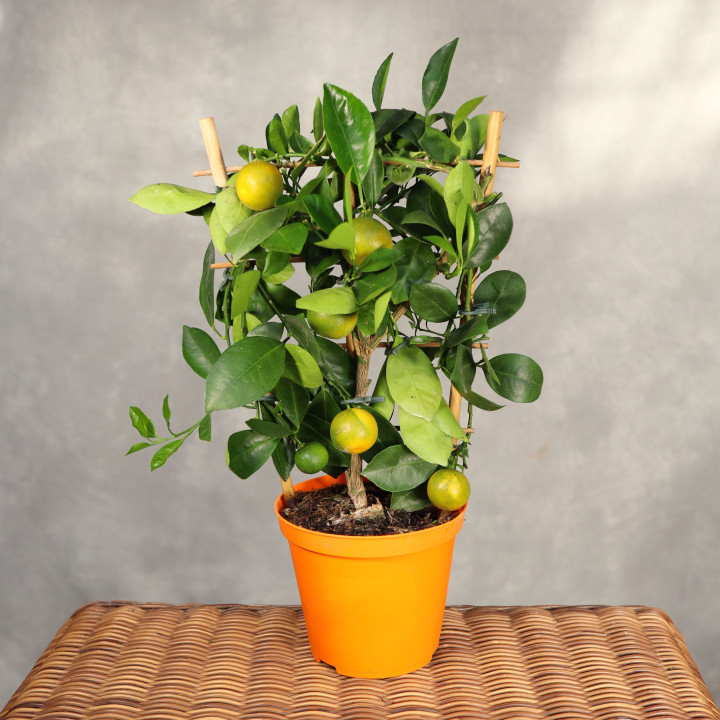 Kalamondyna Citrus × microcarpa ⌀14 cm | Tomaszewski