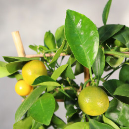 Kalamondyna Citrus × microcarpa ⌀14 cm | Tomaszewski
