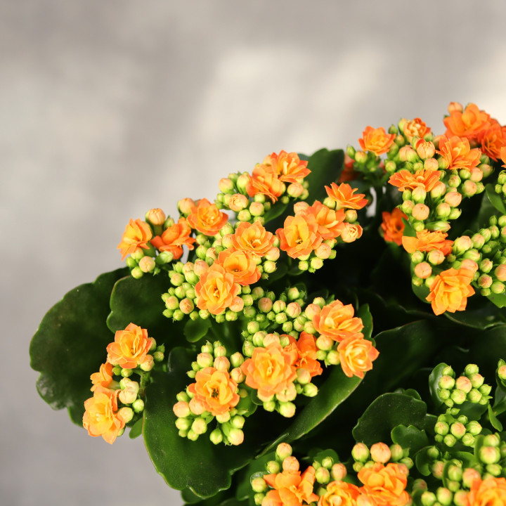 Kalanchoe 'Don Pedro' ⌀15 cm | Tomaszewski