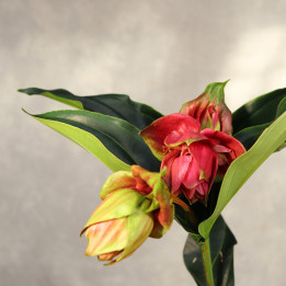 Medinilla 'Dolce Rossa' ⌀14 cm | Tomaszewski
