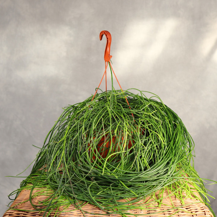 Rhipsalis floccosa Patyczak ⌀21 cm | Tomaszewski
