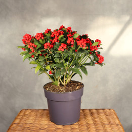 Skimmia japonica Cleopatra ⌀19 cm | Tomaszewski