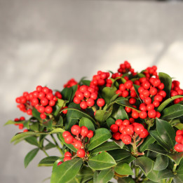 Skimmia japonica Cleopatra ⌀19 cm | Tomaszewski